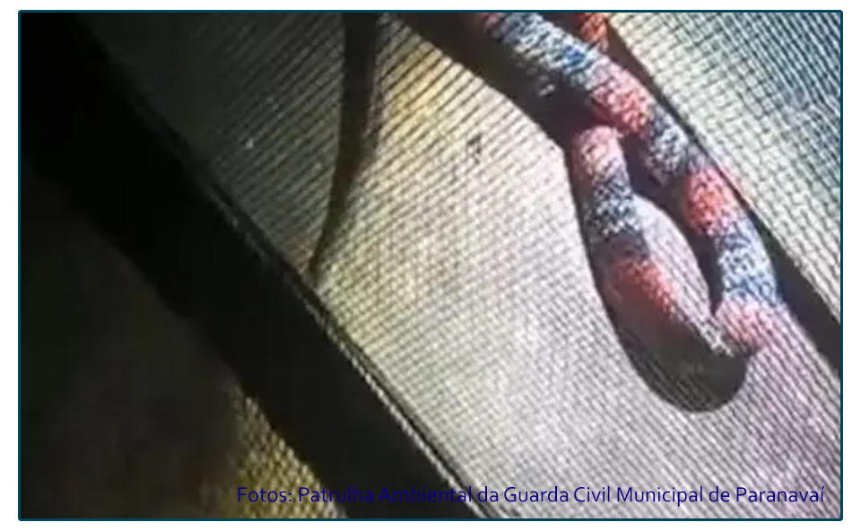 SUSTO DENTRO DE CASA: COBRA-CORAL É ENCONTRADA EM RESIDÊNCIA DE PARANAVAÍ.